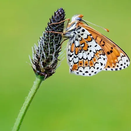 Beautiful Surrounded By Nature Lanet
