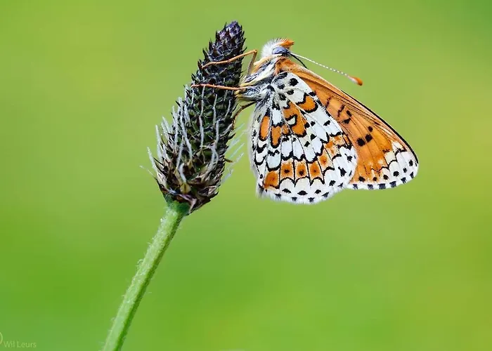 Beautiful Surrounded By Nature Lanet